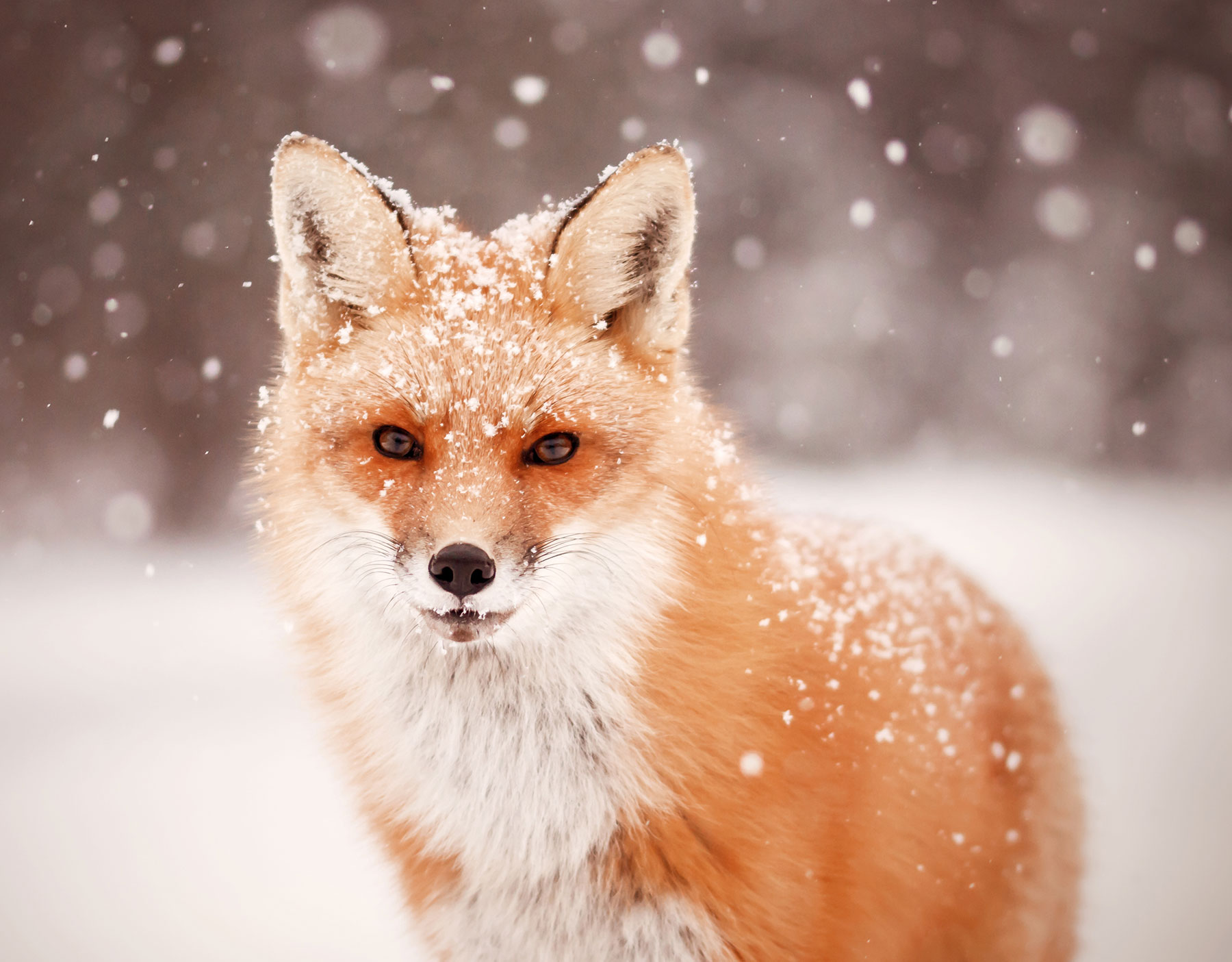 Canadian Wildlife Federation: CWF Wallpapers