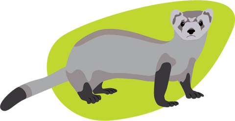Black footed ferret illustration