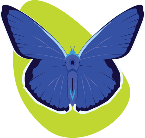 Blue butterfly illustration
