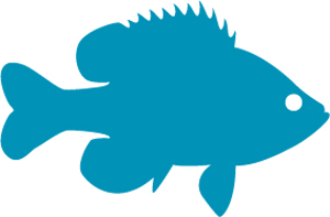 Fish icon