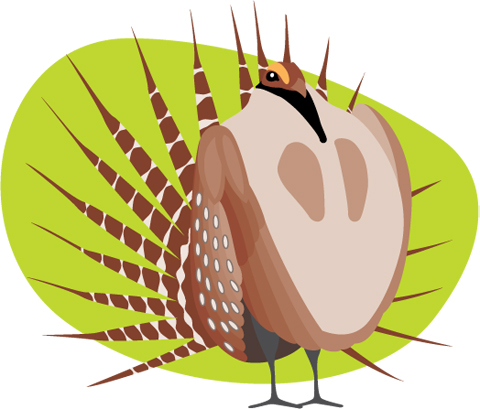 Grouse illustration