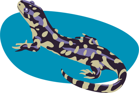 Tiger salamander illustration