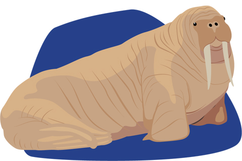 Walrus illustration