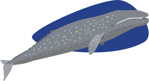 Grey Whale illustration