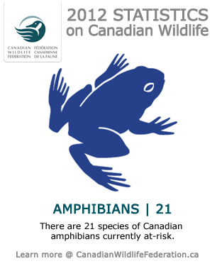 Example of amphibian widget data