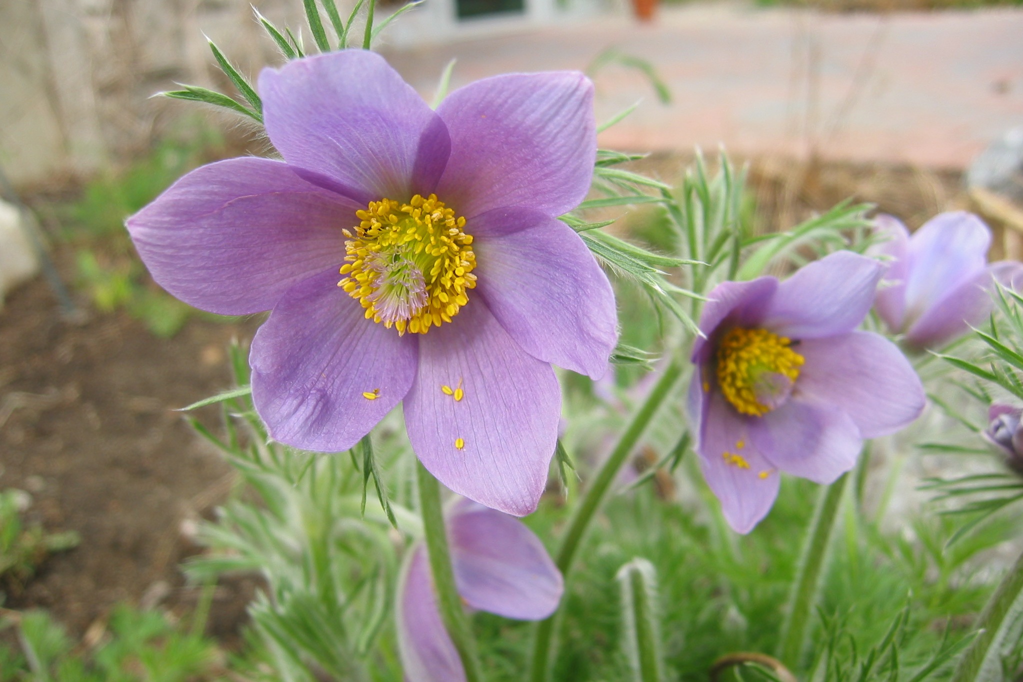 pasque-flower-highres