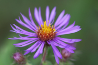 Aster flower