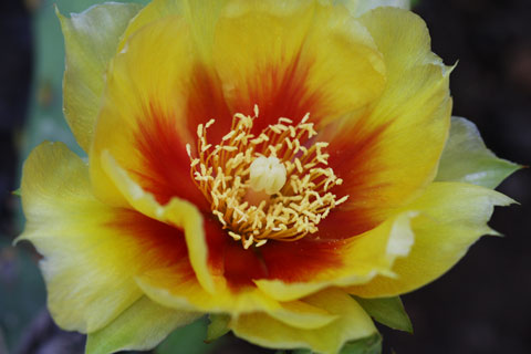 Yellow flower of a cactus