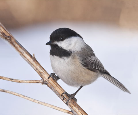 Federation Canadienne De La Faune Mesange A Tete Noire