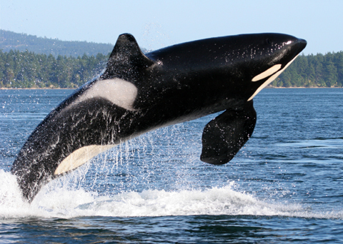 Canadian Wildlife Federation Orca Whale