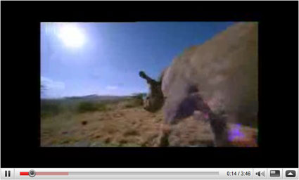 YouTube video screen shot of rhino video