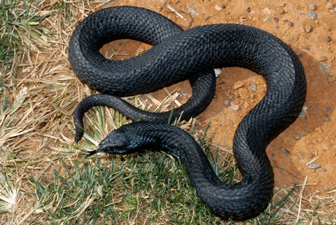 i found a solid black three foot long pointed headed snake in louisiana ...