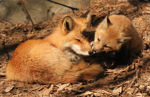 Red Fox
