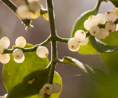 Canadian Wildlife Federation: Of The Two Native Mistletoe Species In ...