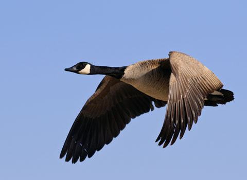 Canadian-Geese-Migrating480