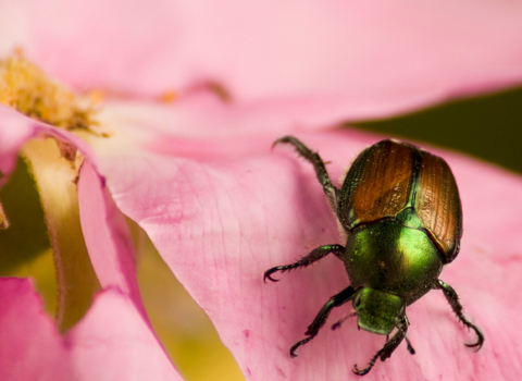 Japanese beetle on a flower