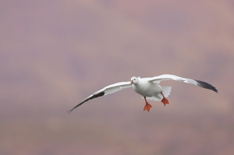 Migratory bird in flight