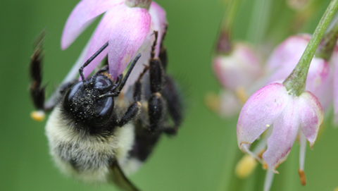 Bee on a flower