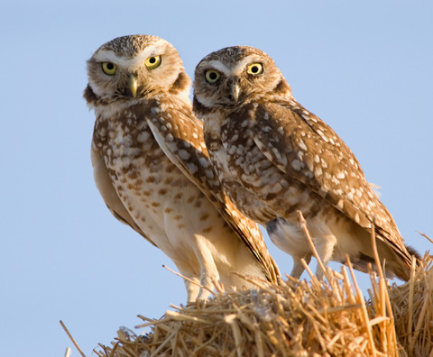 Two burrowing owls