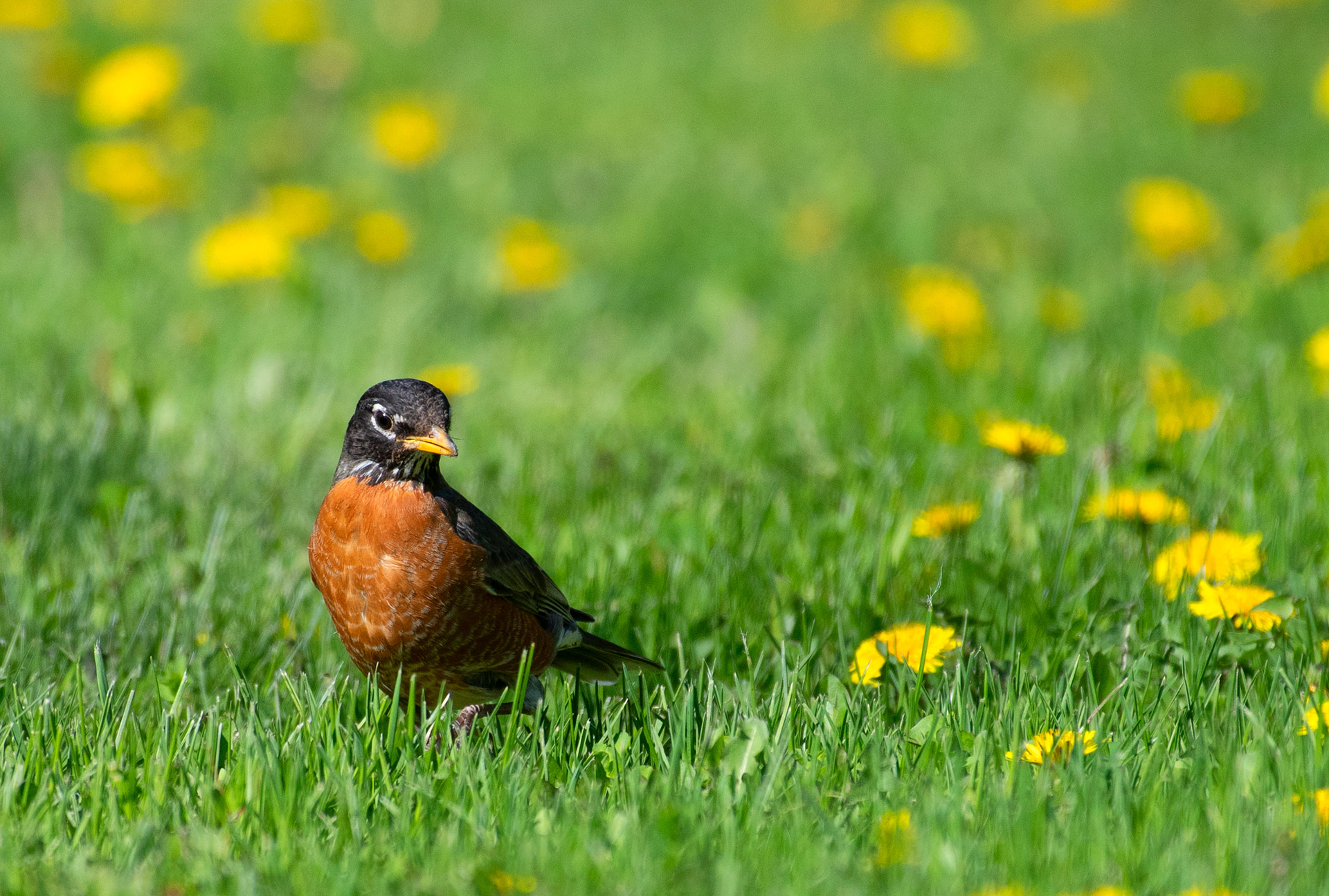 robin grass lawn dandelion