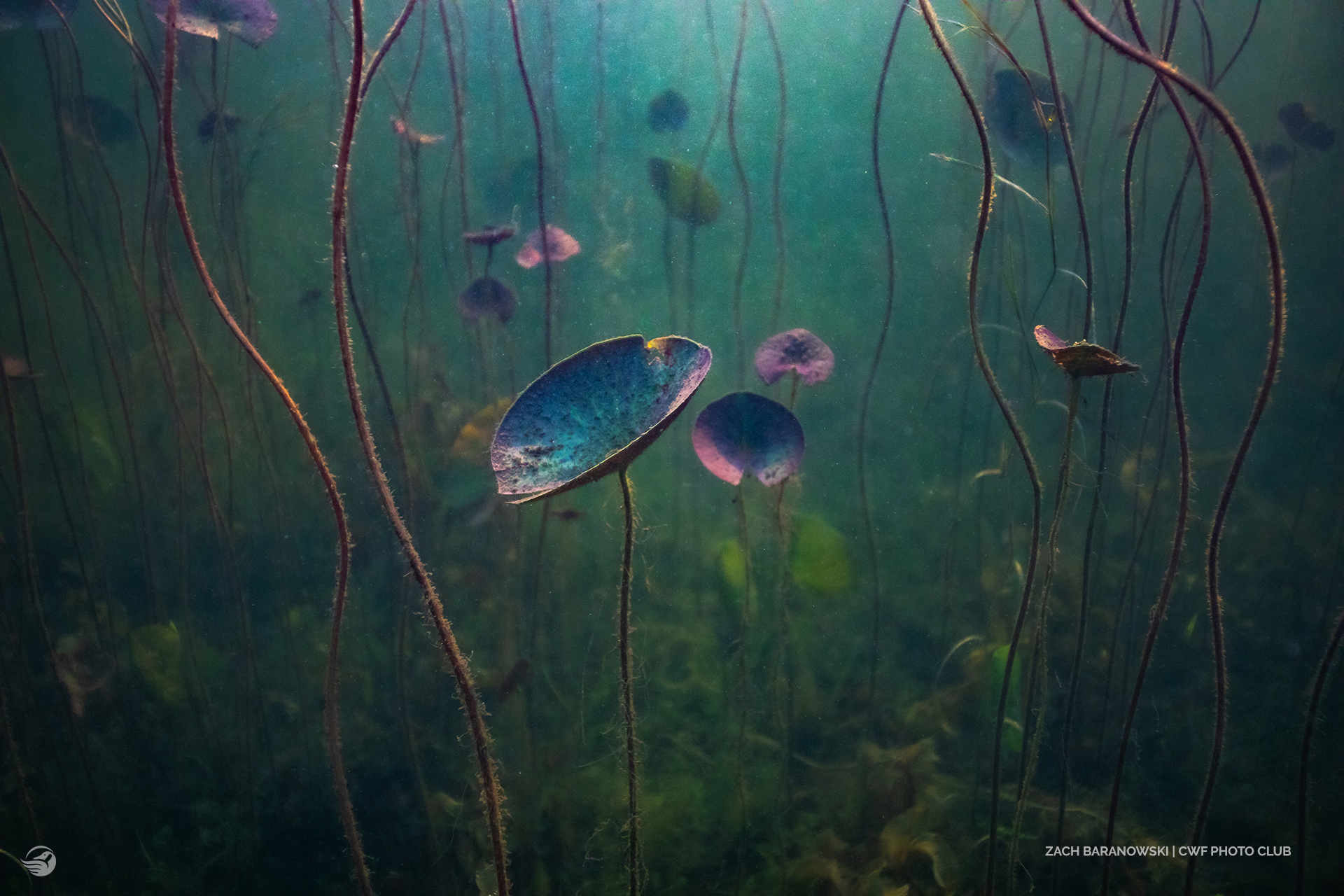 lily pads underwater lake