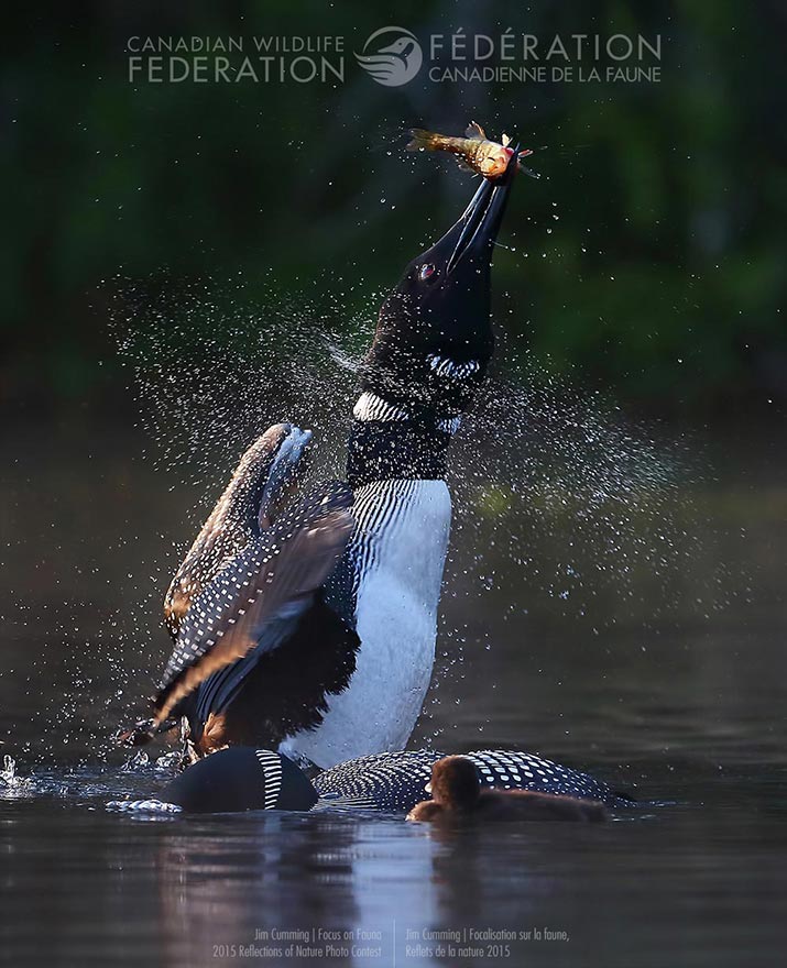 Photo contest runner up with a photo of a loon catching dinner