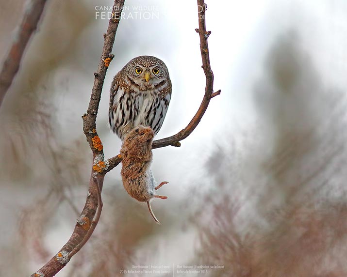 Photo contest runner up with photo of owl with its prey