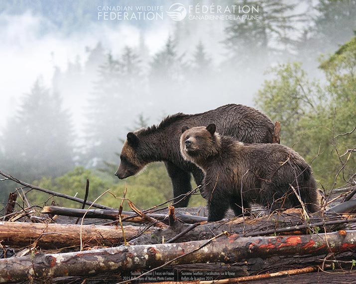 Grand prize winner with a photo of bears on a foggy morning