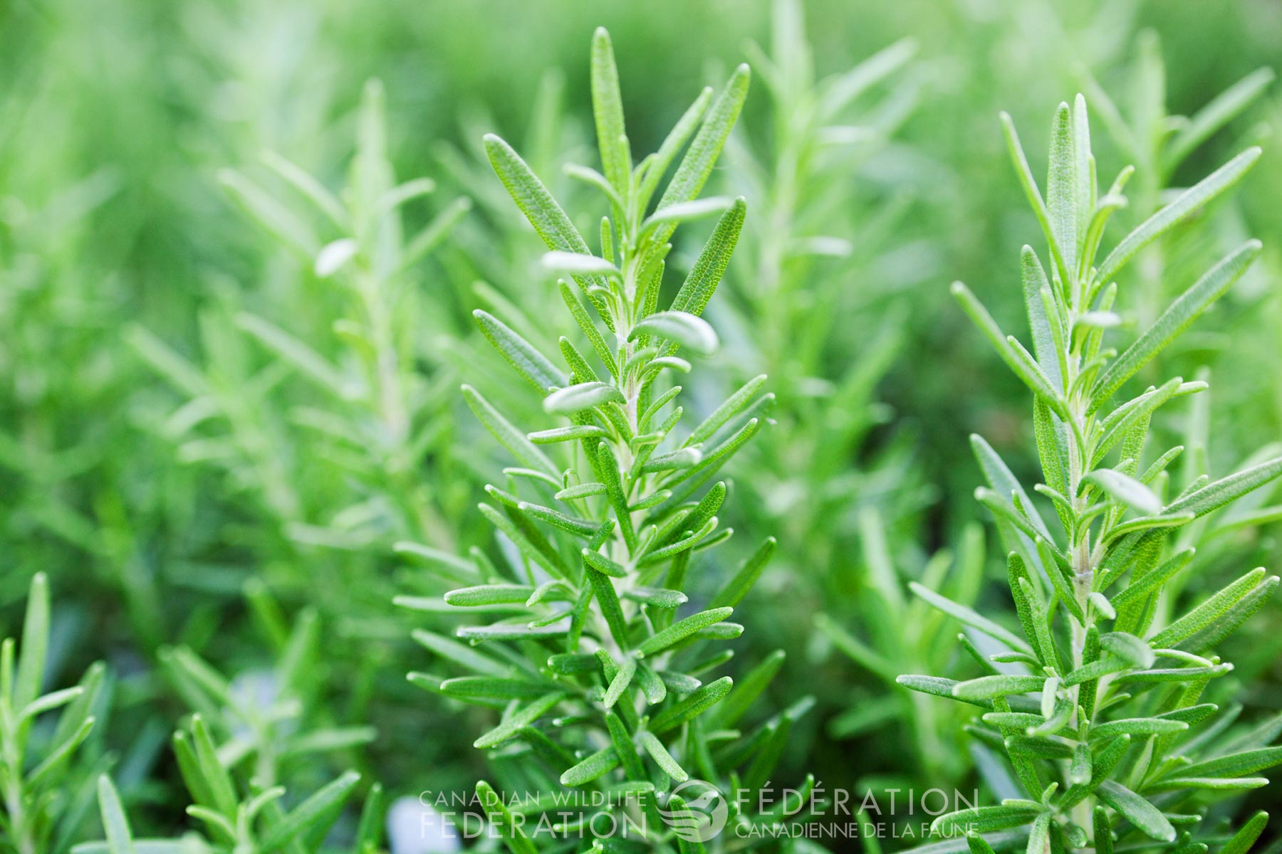 several rosemary herbs in field