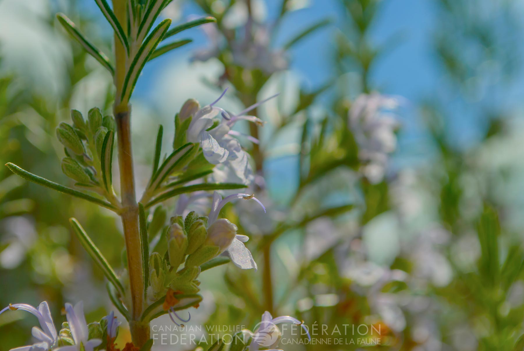 several rosemary plants in field