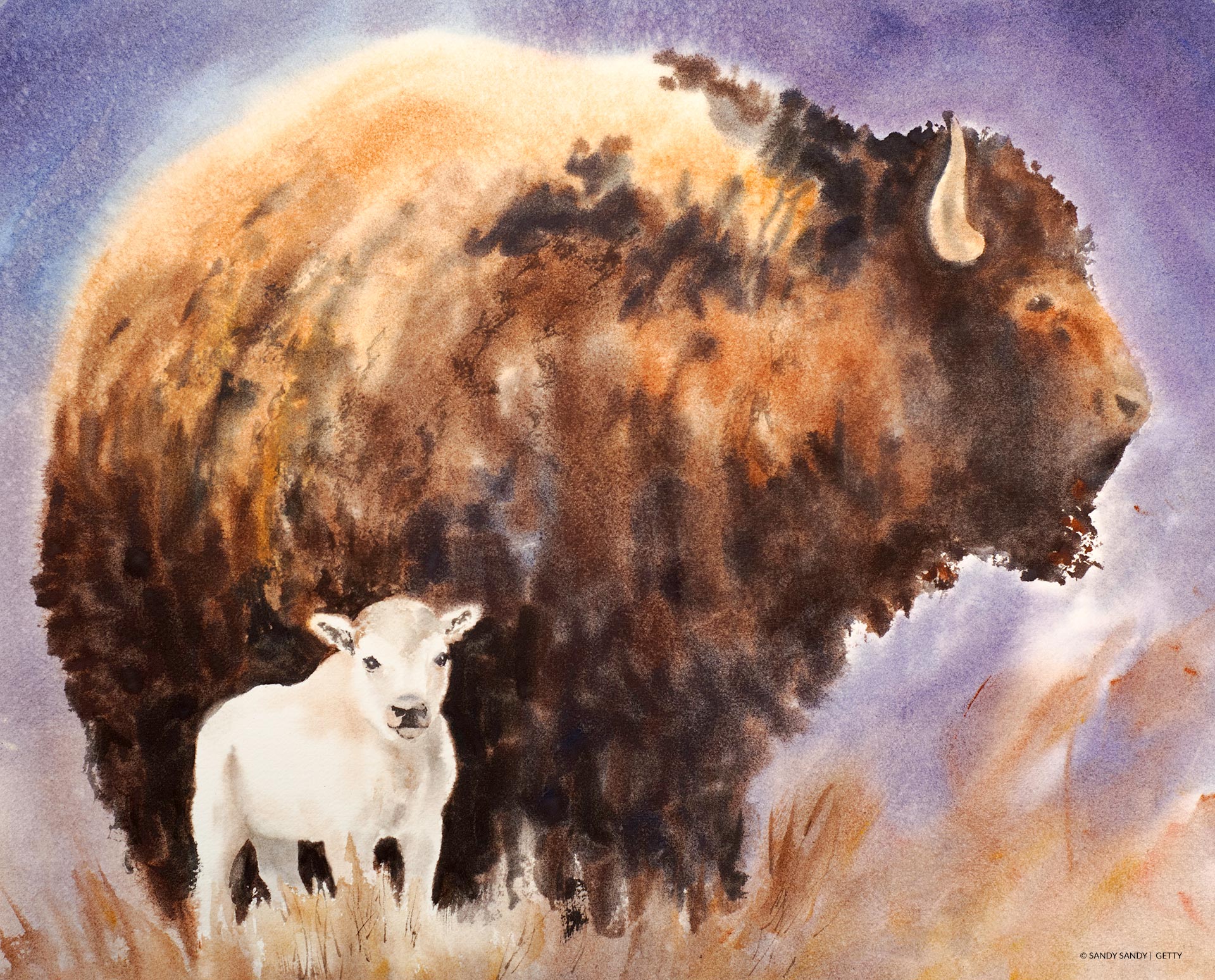 The story of the white bison calf. Illustration by Sandy Sandy.