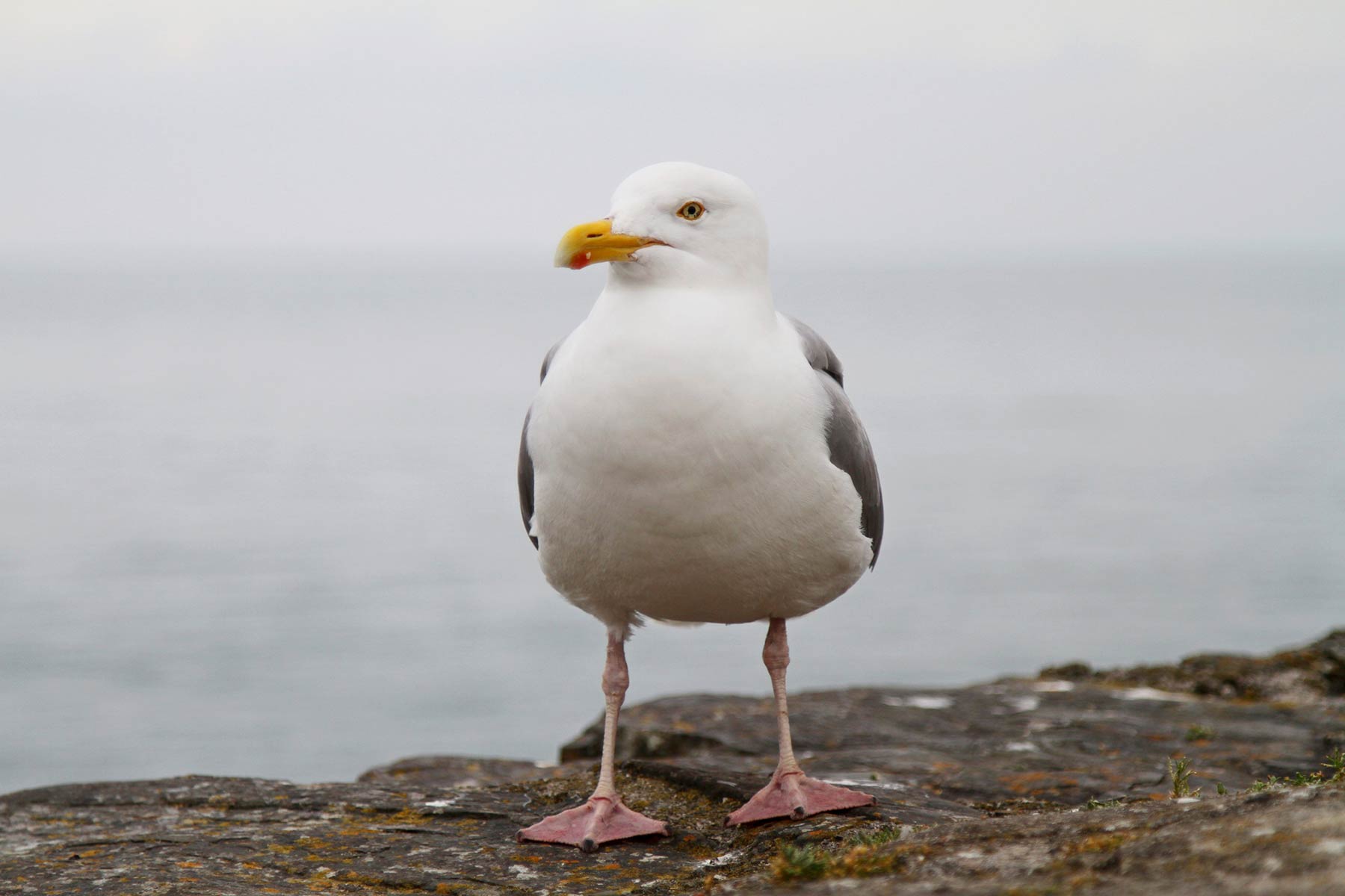 Canadian Wildlife Federation: Wobbly Walkers