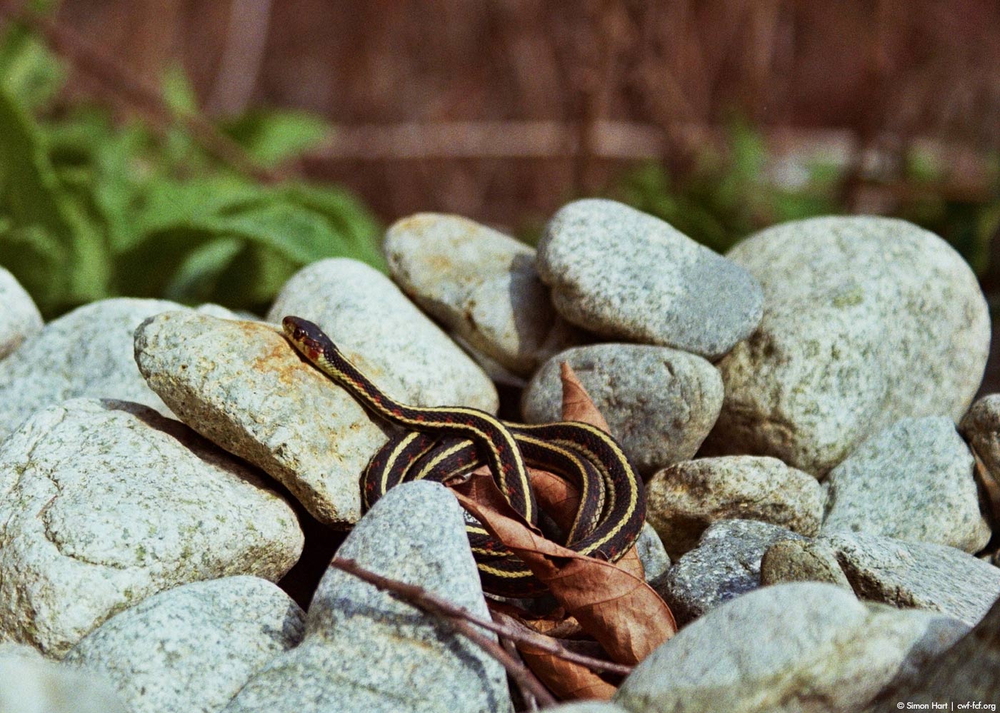 Canadian Wildlife Federation Common Garter Snake