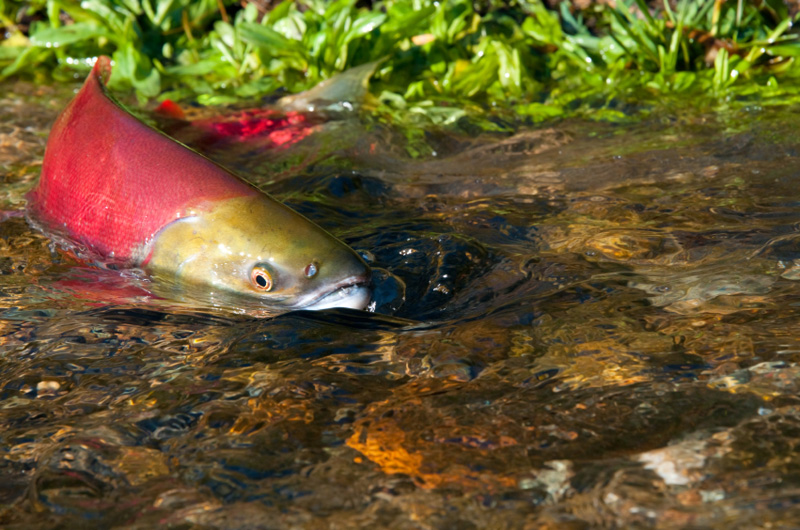 Sockeye Salmon