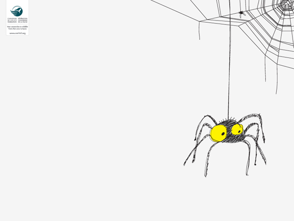 spider