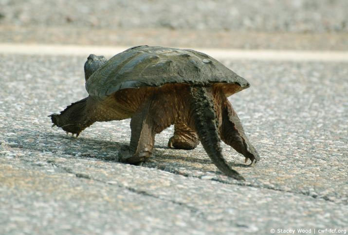 tortue qui traverse la route