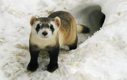 Black-footed Ferret