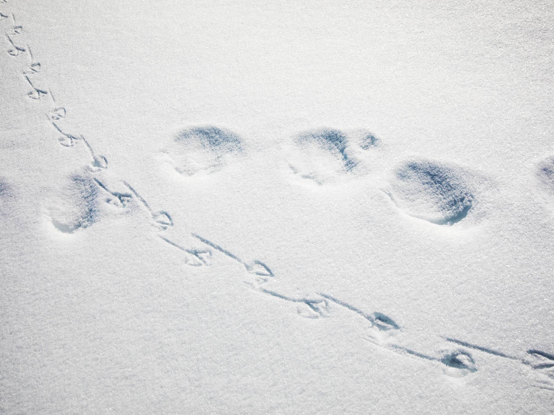 Federation Canadienne De La Faune Pister La Faune Hivernale