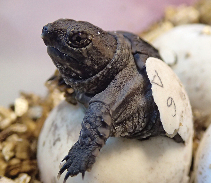 Canadian Wildlife Federation: Turtle Conservation