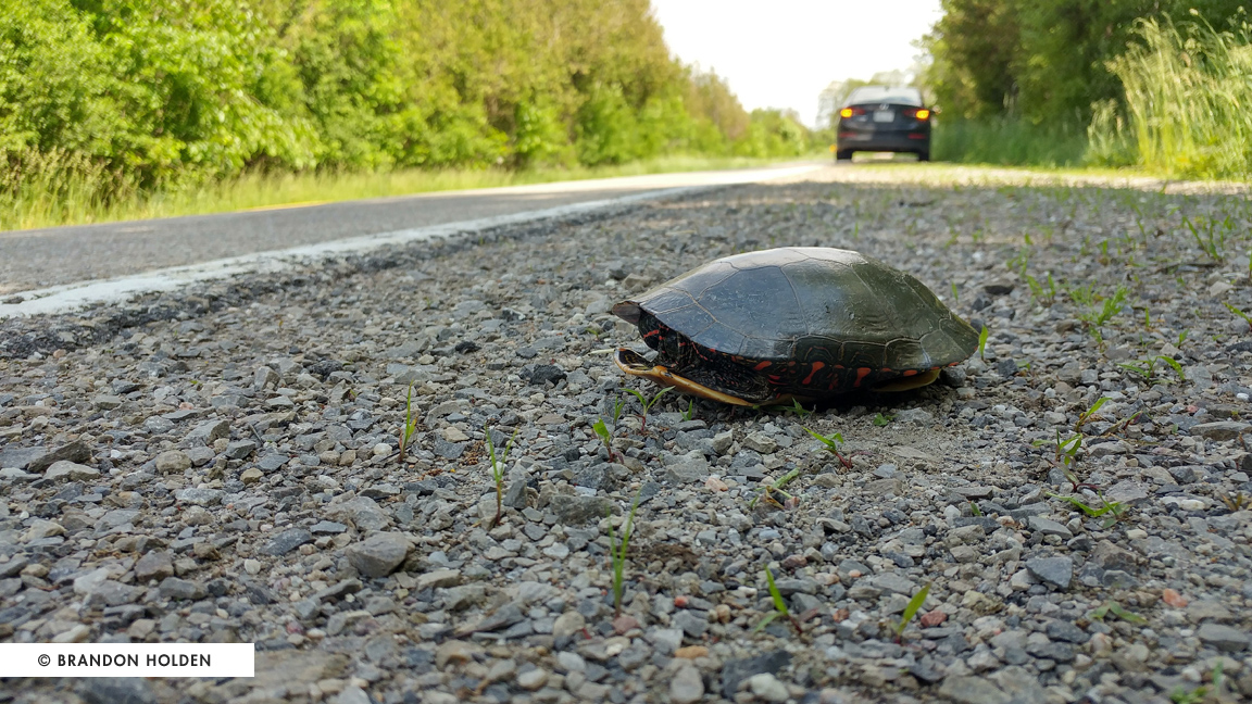 tortue sur le coin de la route