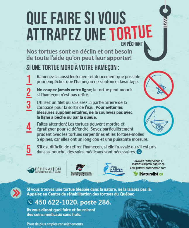 Que Faire Si Vous Attrapez Une Tortue en Québec