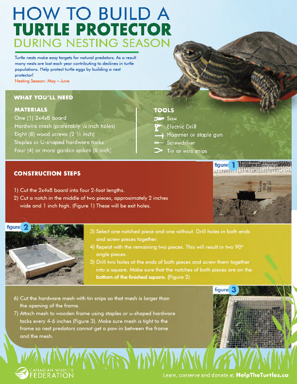 How to Protect Box Turtle Eggs?