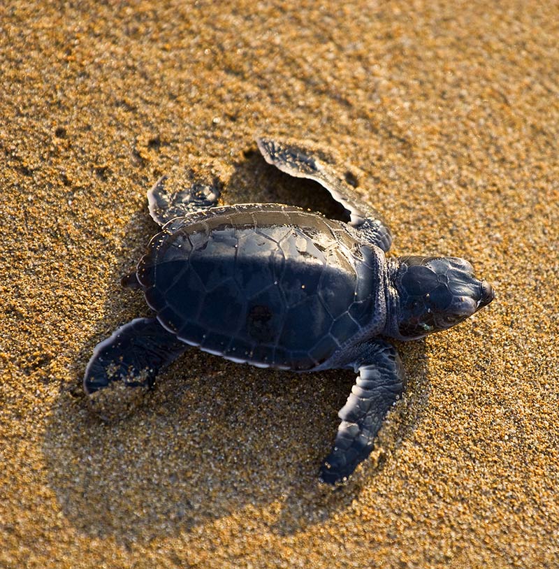 Canadian Wildlife Federation: Sea Turtles