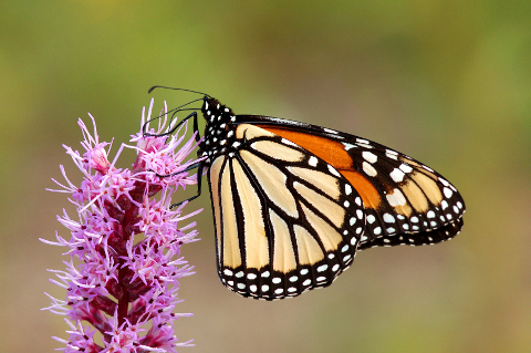 monarch and liatris