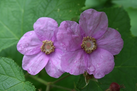 purple flowering raspberry