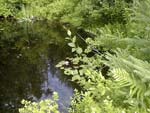 Natural Retreat 4