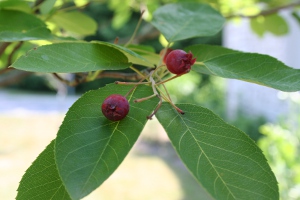serviceberries are a great food source for birds and other animals
