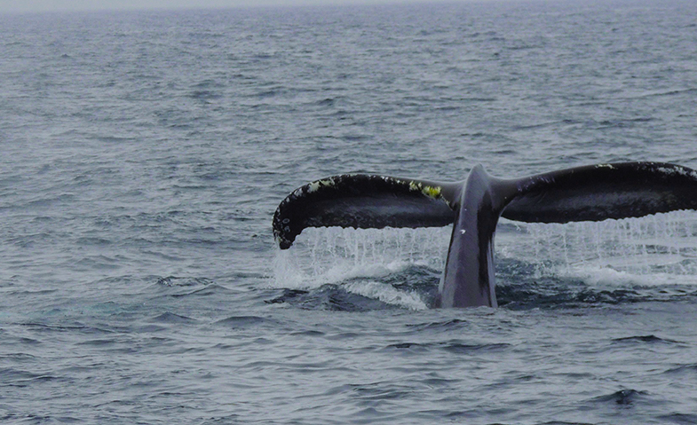 whale tail