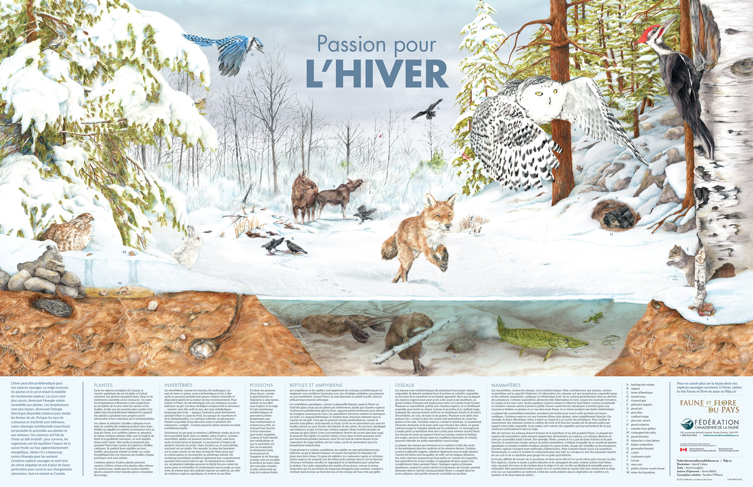 affiches avec les animaux hivernales
