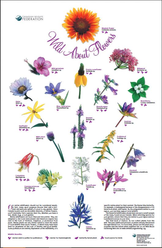 Canadian Wildlife Federation: Wild About Wildflowers Poster